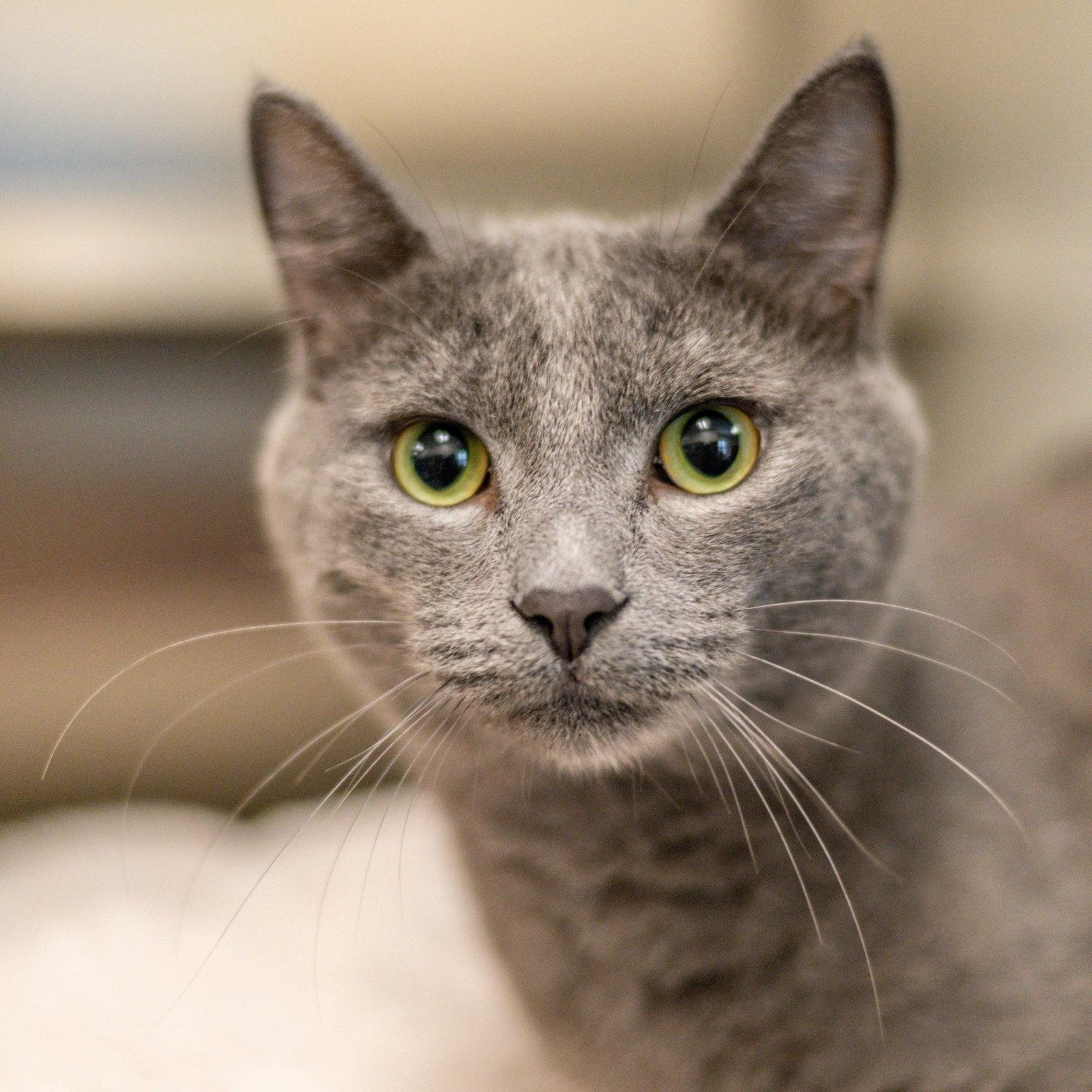 Smokey, a Adopted Domestic Short Hair in Hilton Head Island, SC image 1/3