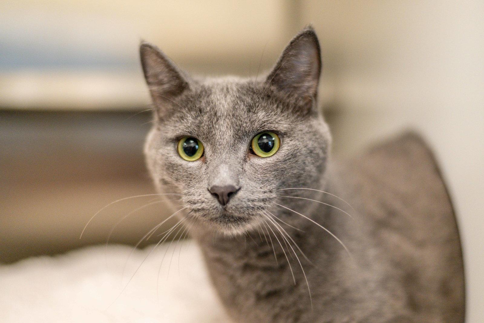 Smokey, a Adopted Domestic Short Hair in Hilton Head Island, SC image 2/3