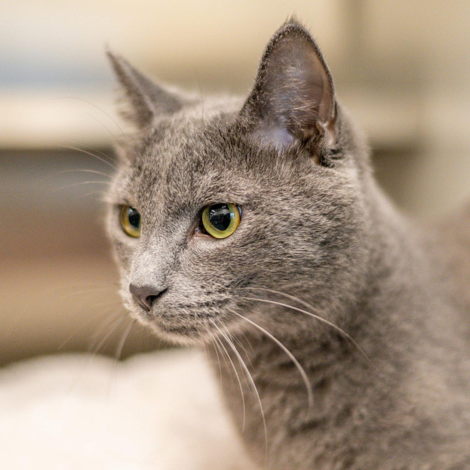 Smokey, a Adopted Domestic Short Hair in Hilton Head Island, SC image 3/3