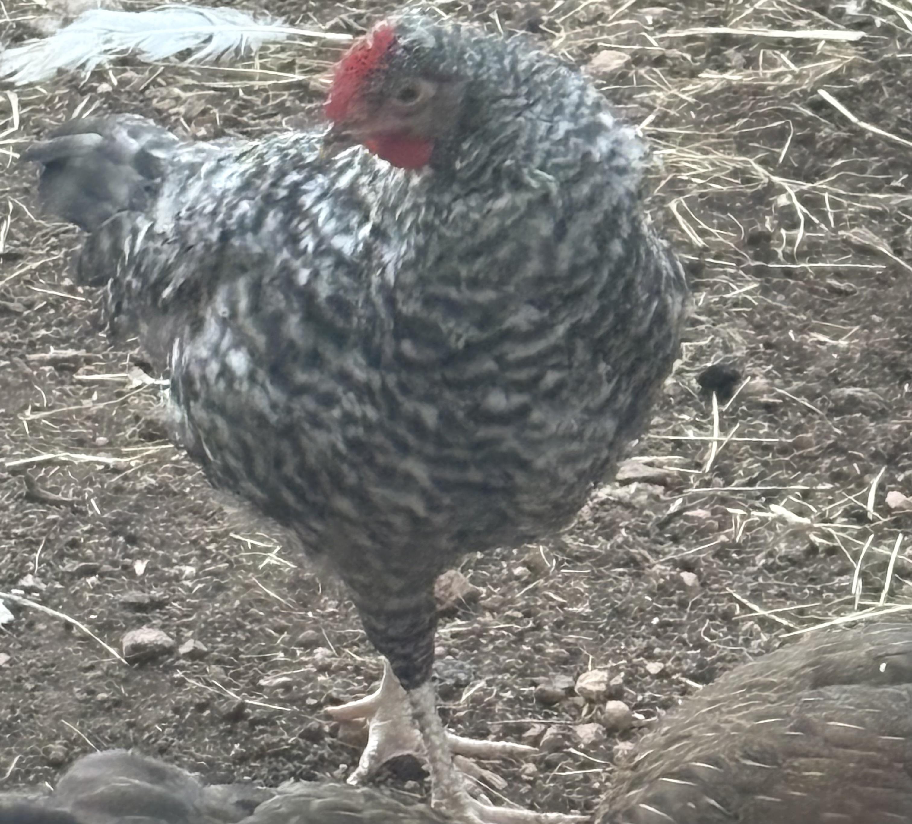 Enlarge Young Roosters need homes, a Adoptable Chicken in Lakehead, CA image 5/6