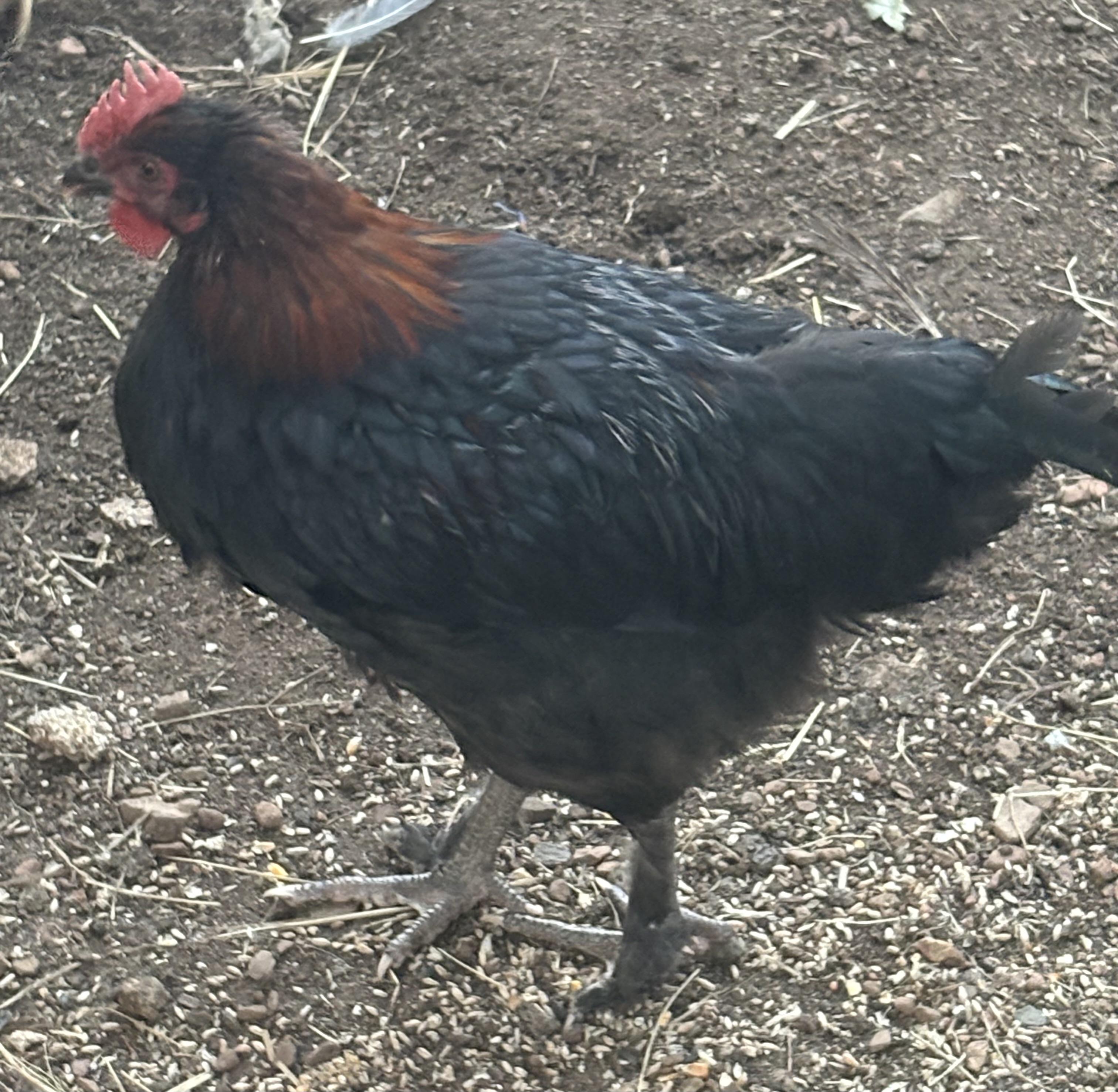 Enlarge Young Roosters need homes, a Adoptable Chicken in Lakehead, CA image 4/6