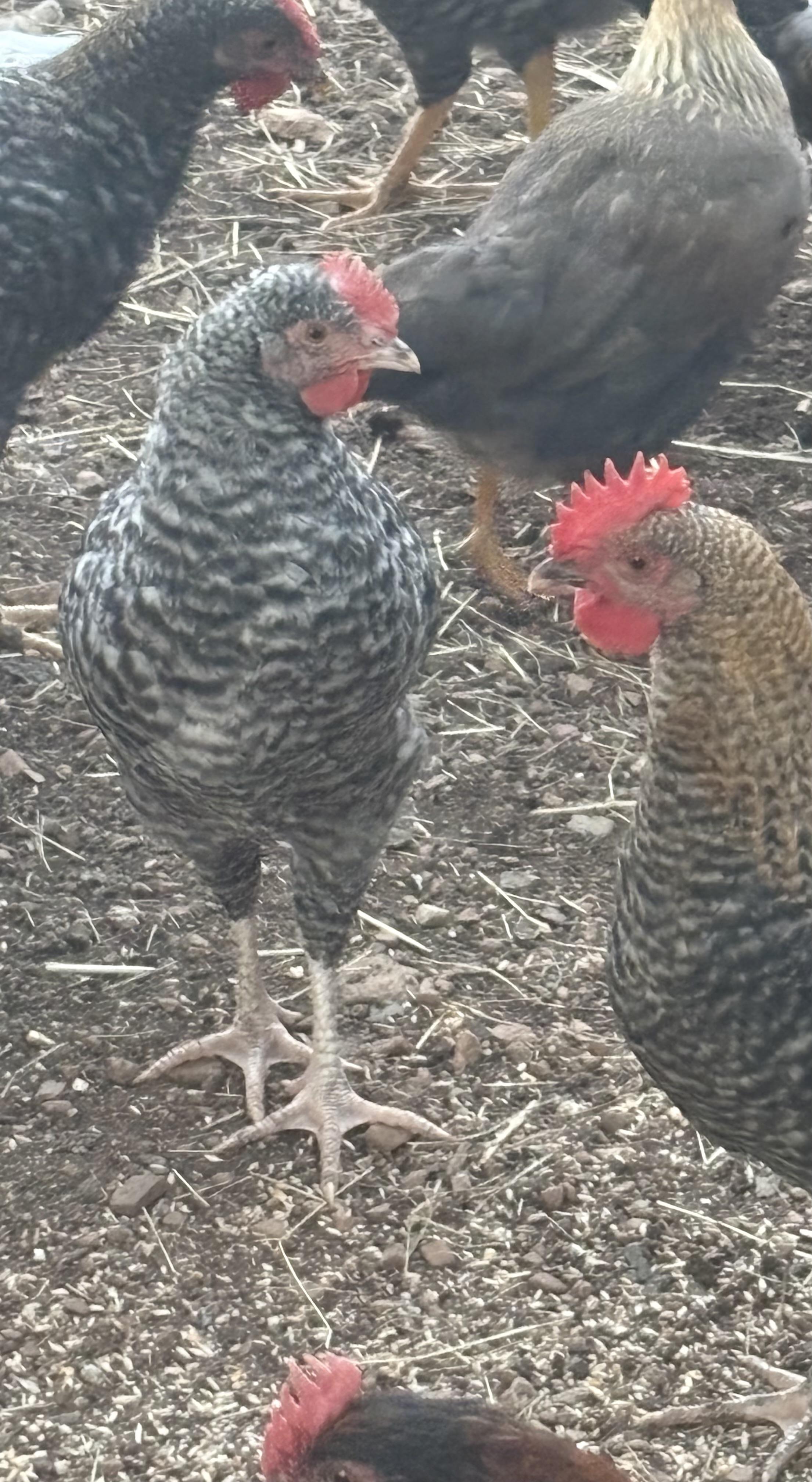 Young Roosters need homes, Adoptable, Young Male Chicken.