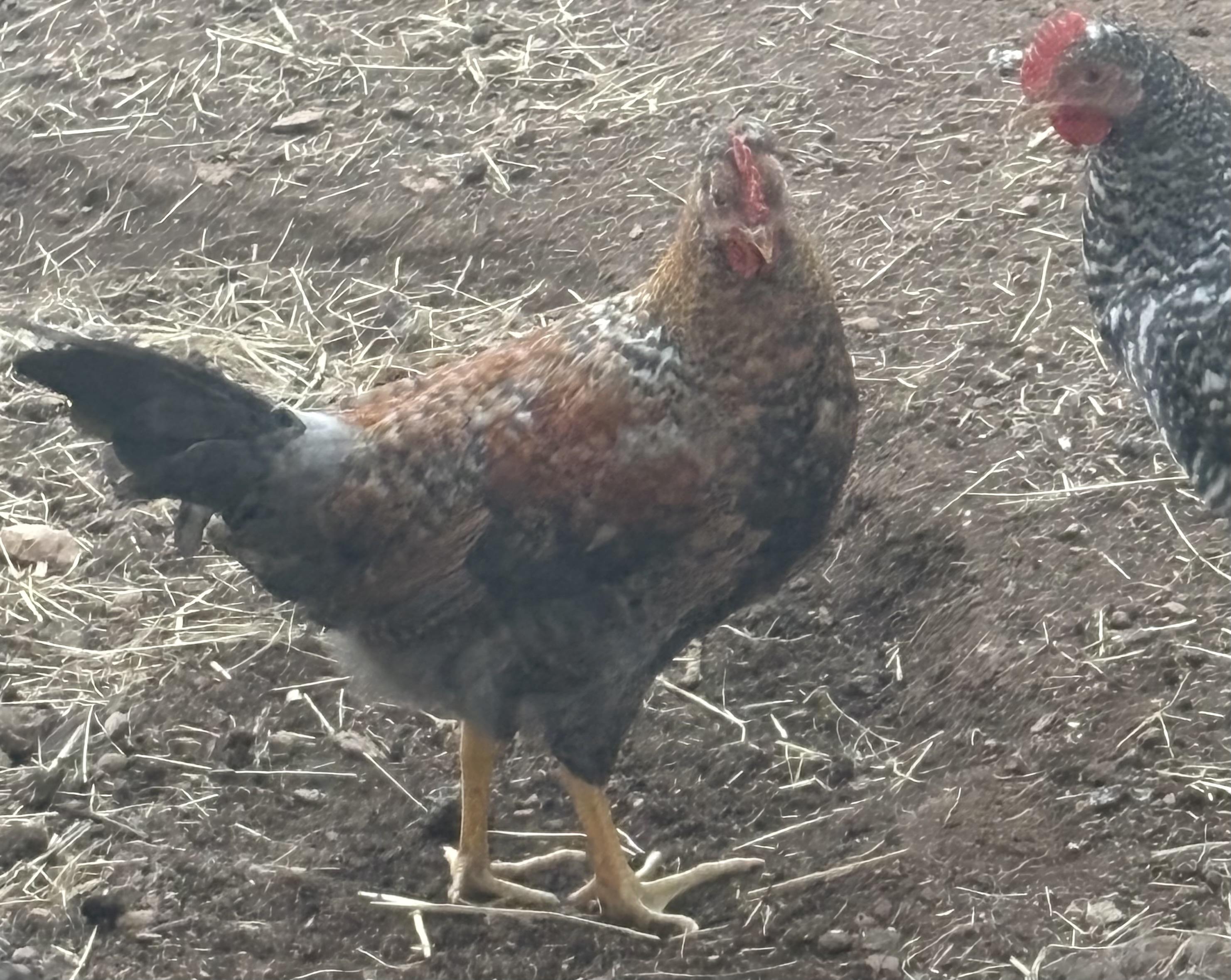 Enlarge Young Roosters need homes, a Adoptable Chicken in Lakehead, CA image 2/6
