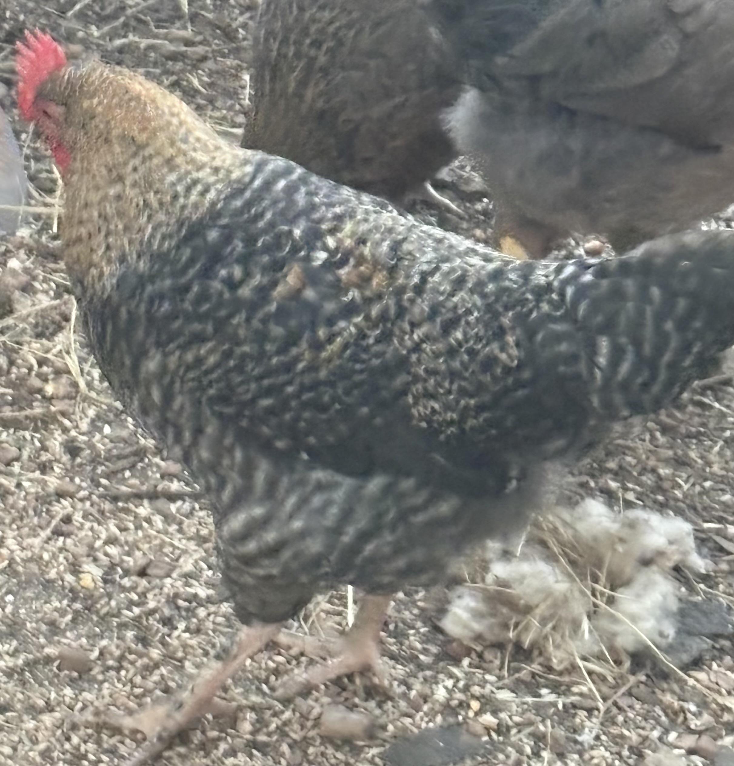 Enlarge Young Roosters need homes, a Adoptable Chicken in Lakehead, CA image 3/6