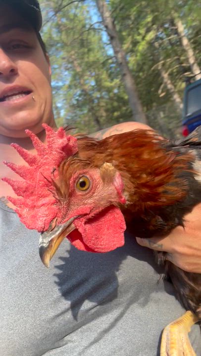 Enlarge Young Roosters need homes, a Adoptable Chicken in Lakehead, CA video 6/6