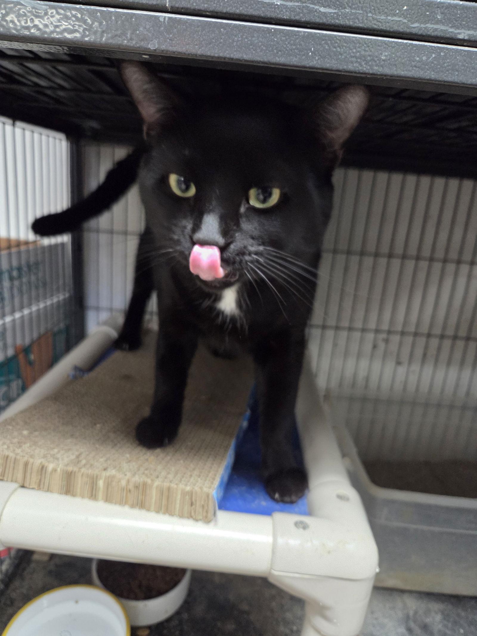Enlarge Spirit, a Adoptable Domestic Short Hair in St. Ann, MO image 1/1