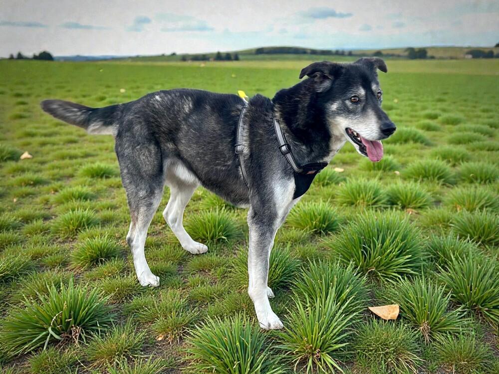 Enlarge Fen, a Adoptable mixed breed in Pulaski, TN image 1/5