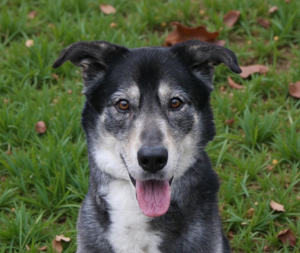 Fen, Adoptable, Adult Male Husky & Labrador Retriever.