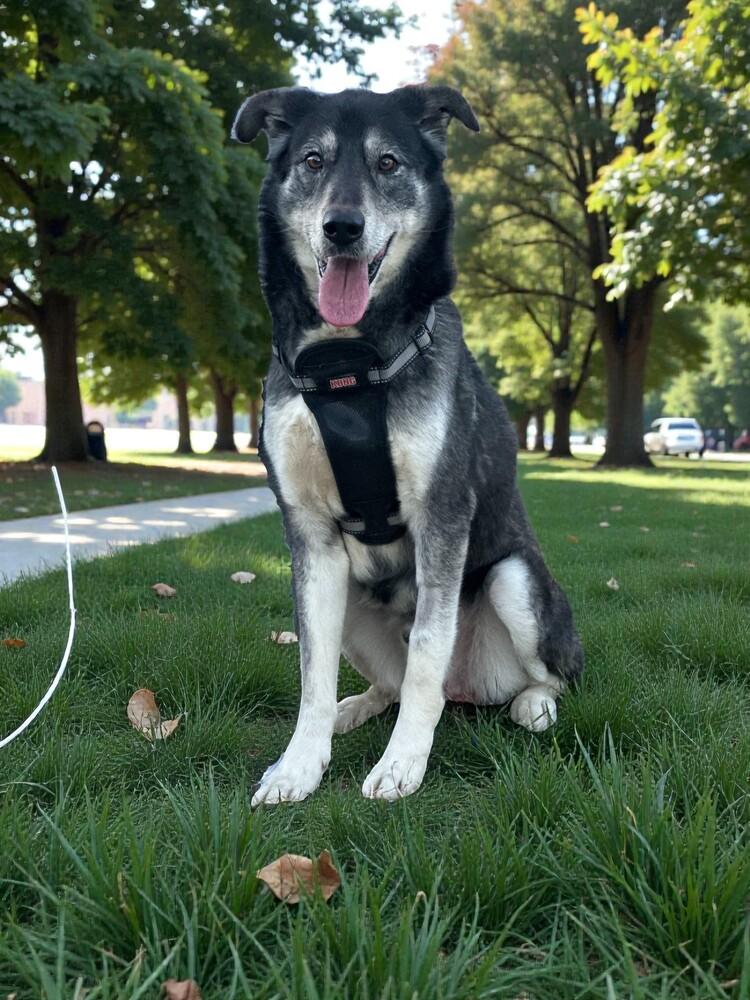Enlarge Fen, a Adoptable mixed breed in Pulaski, TN image 2/5