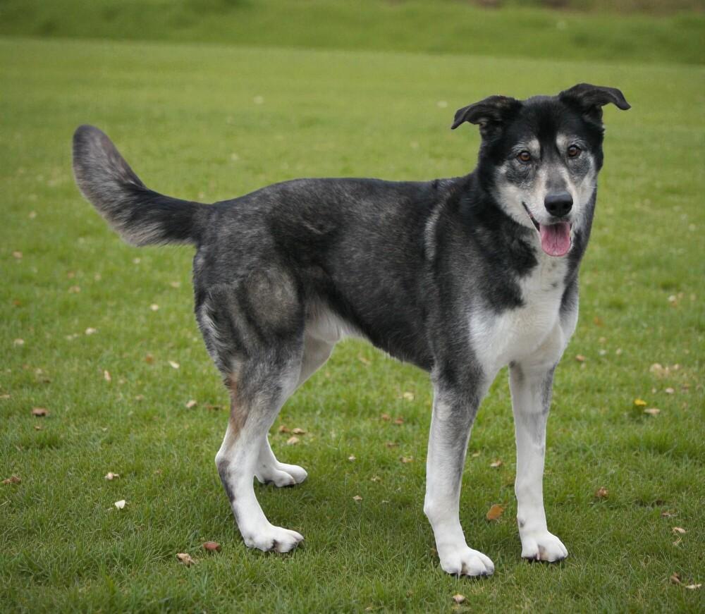 Enlarge Fen, a Adoptable mixed breed in Pulaski, TN image 3/6