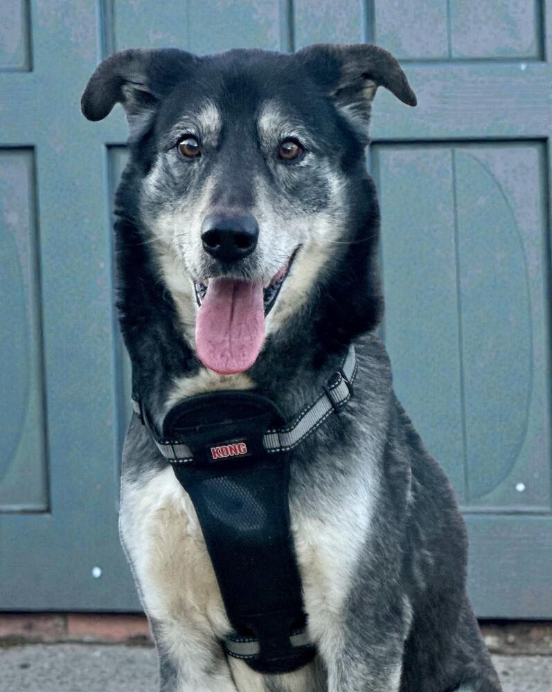 Enlarge Fen, a Adoptable mixed breed in Pulaski, TN image 3/5