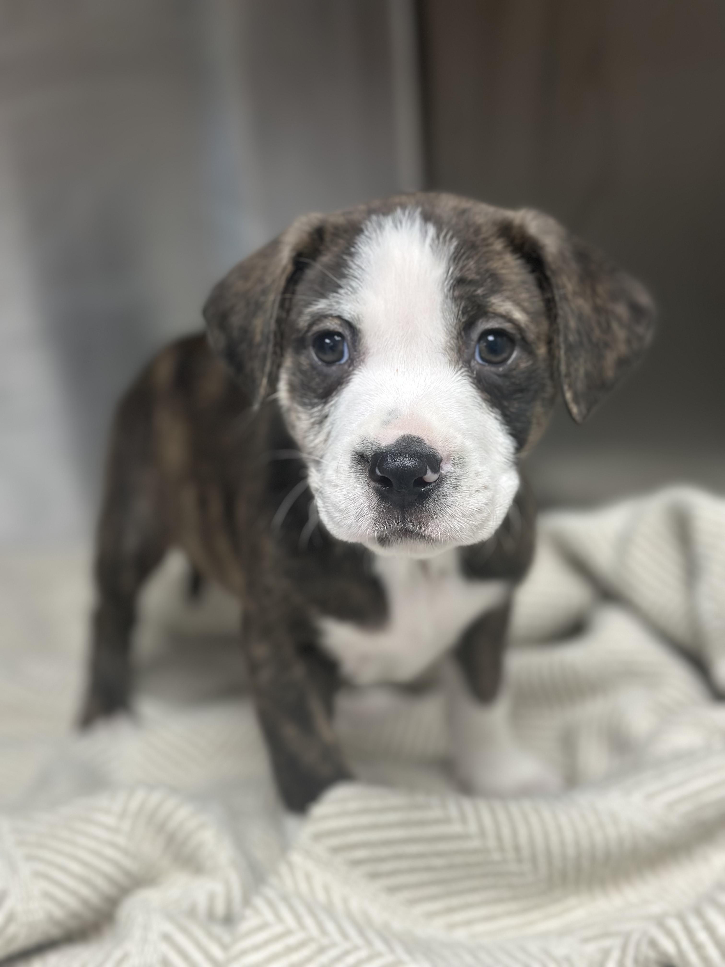 Enlarge Honor, a ADOPTABLE Mixed Breed in KANSAS CITY, KS image 1/3