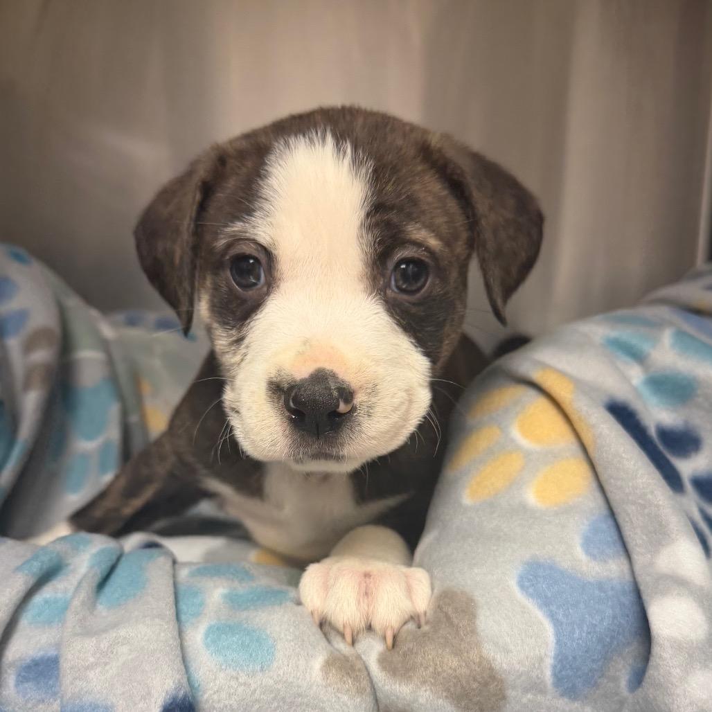 Enlarge Honor, a ADOPTABLE Mixed Breed in KANSAS CITY, KS image 3/3