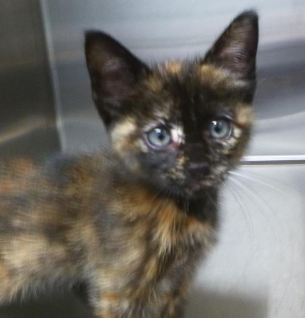 Stella Rose, Adoptable, Kitten Female Domestic Short Hair.