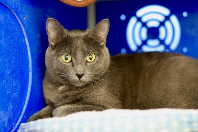 Lincoln, Adoptable, Adult Male Domestic Short Hair.