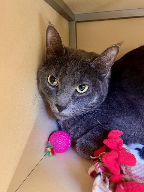Enlarge Lincoln, a Adoptable Domestic Short Hair in Webster, WI image 2/2