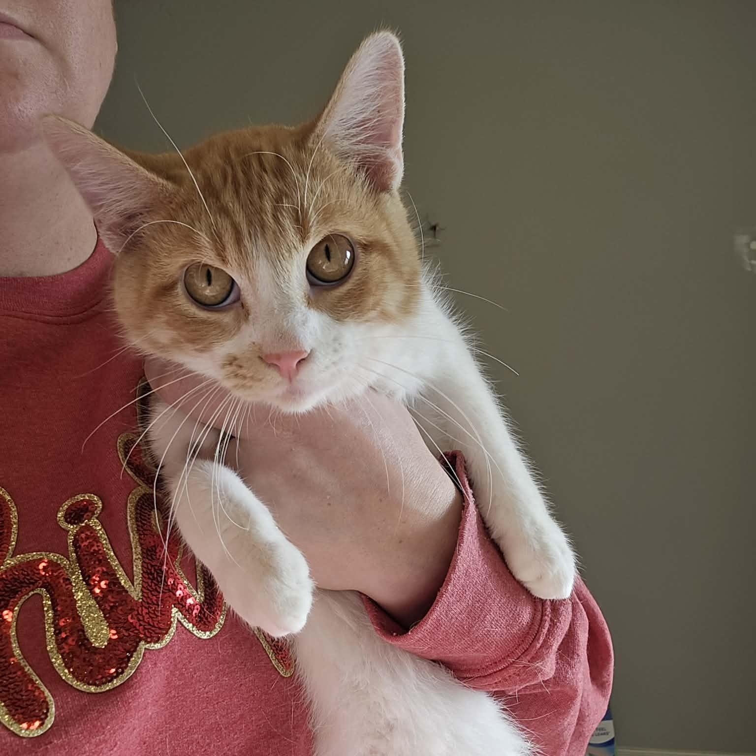 Enlarge Chandler, a ADOPTABLE Domestic Short Hair in Sedalia, MO image 1/4