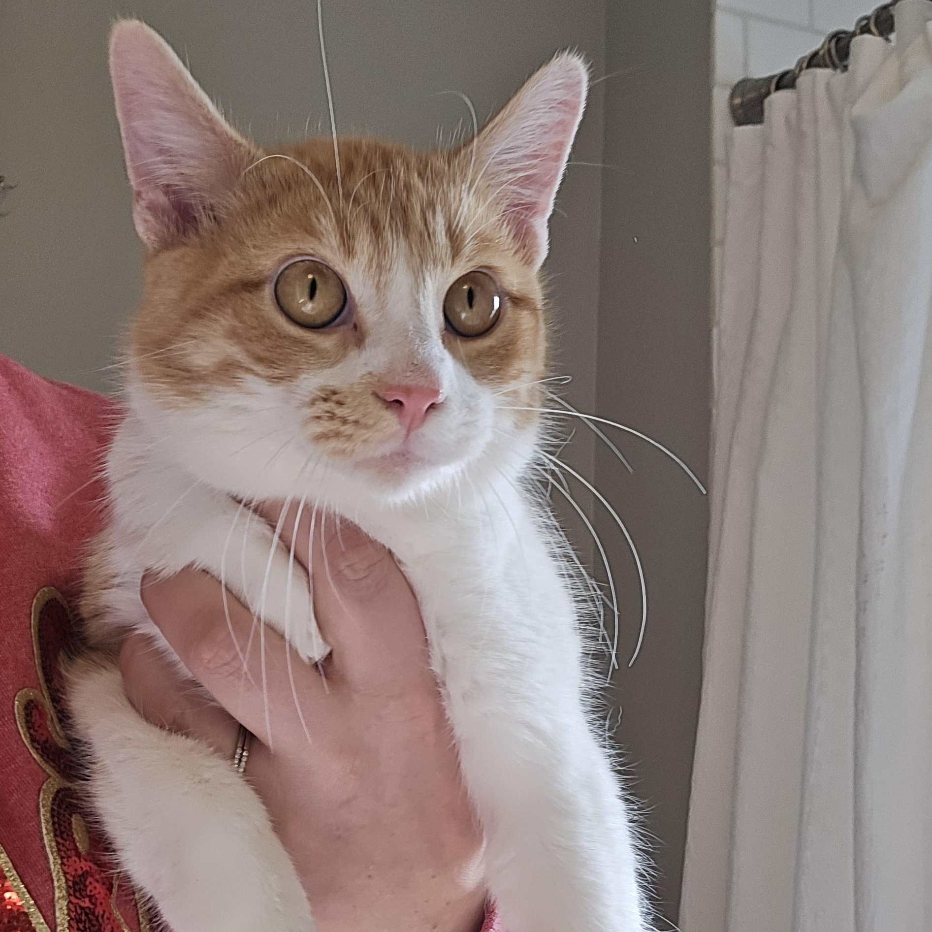 Enlarge Chandler, a ADOPTABLE Domestic Short Hair in Sedalia, MO image 2/4