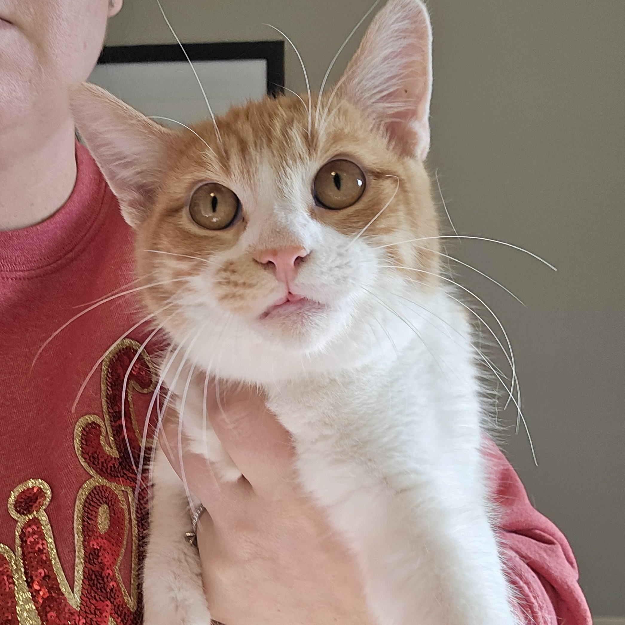 Enlarge Chandler, a ADOPTABLE Domestic Short Hair in Sedalia, MO image 3/4