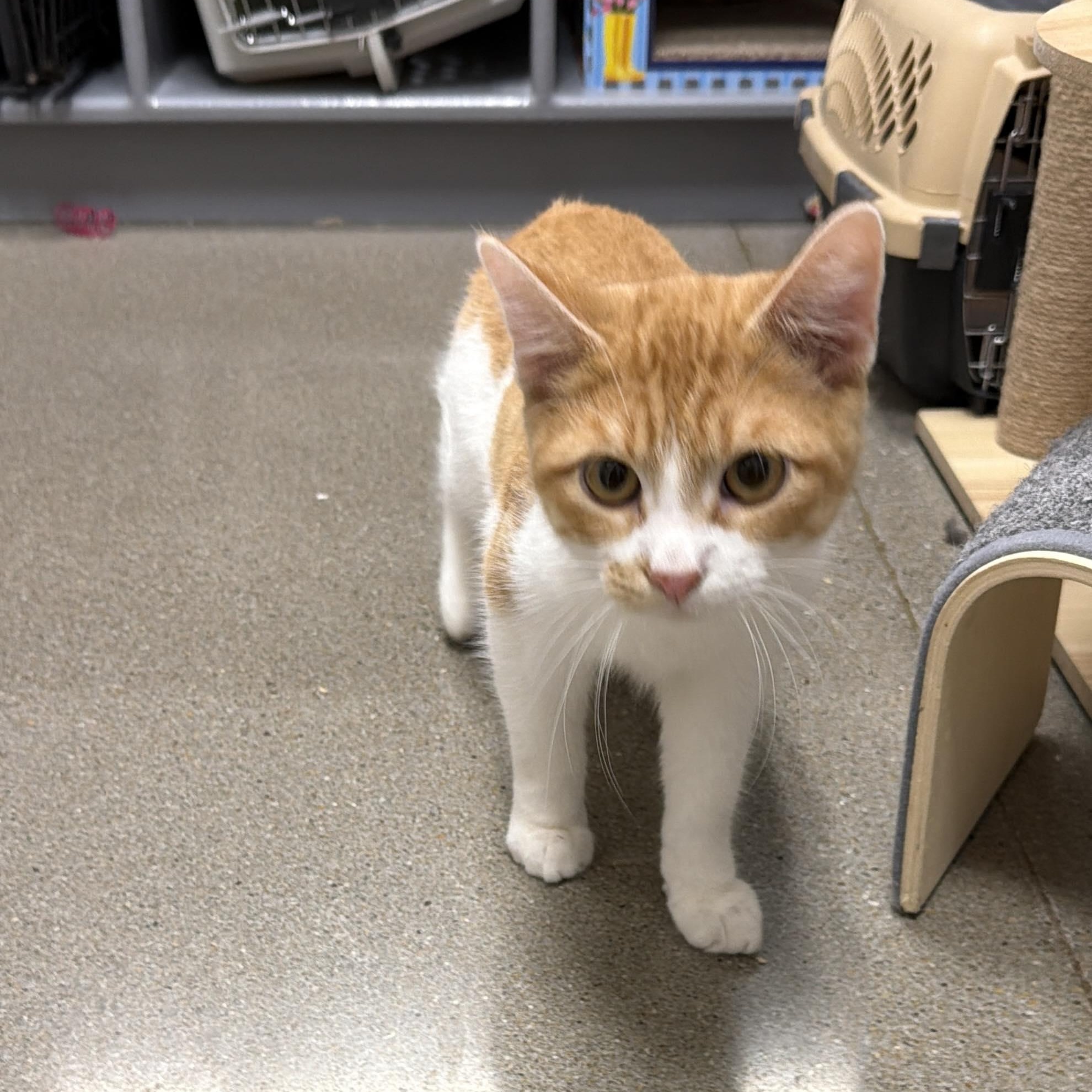 Enlarge Chandler, a ADOPTABLE Domestic Short Hair in Sedalia, MO image 4/4