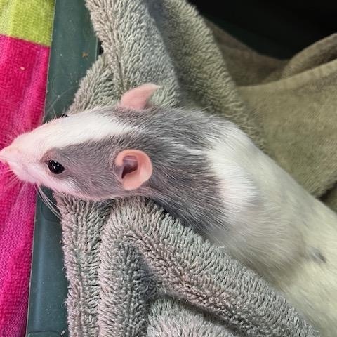 Enlarge Coriander and Juniper, a ADOPTABLE Rat in Scottsdale, AZ image 3/4