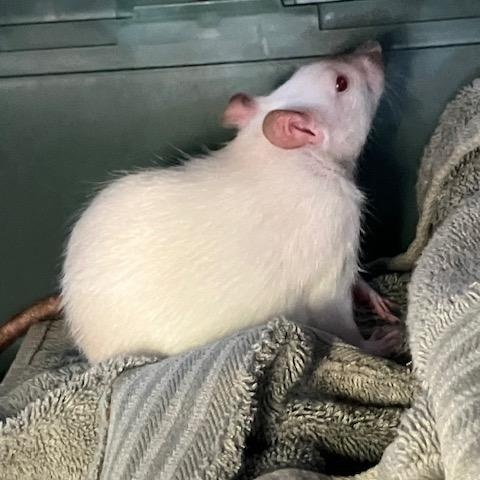 Enlarge Coriander and Juniper, a ADOPTABLE Rat in Scottsdale, AZ image 2/4