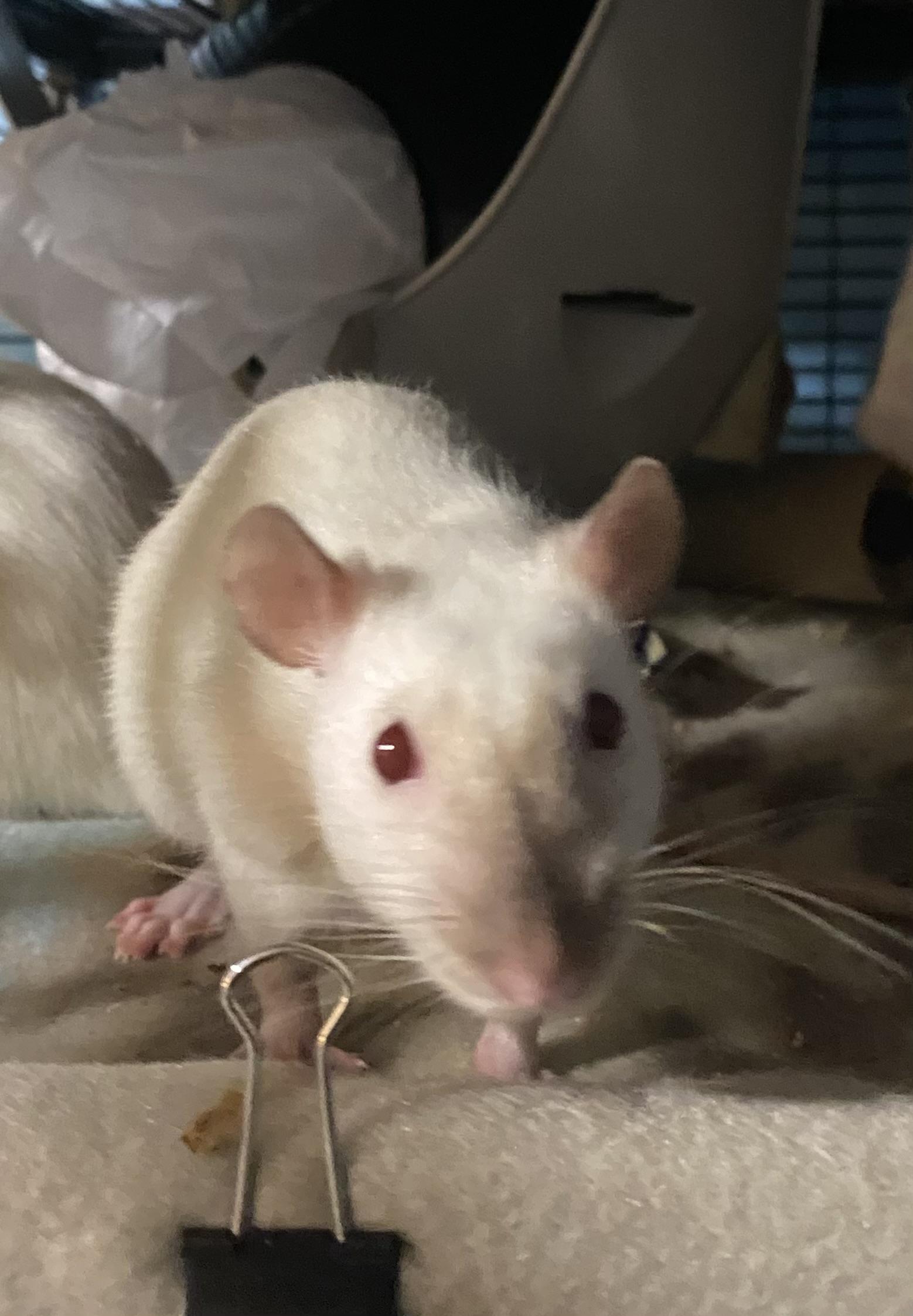 Enlarge Coriander and Juniper, a ADOPTABLE Rat in Scottsdale, AZ image 1/4