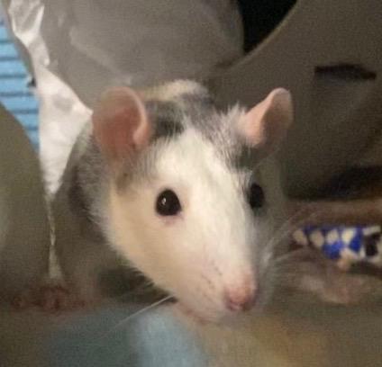 Enlarge Coriander and Juniper, a ADOPTABLE Rat in Scottsdale, AZ image 4/4