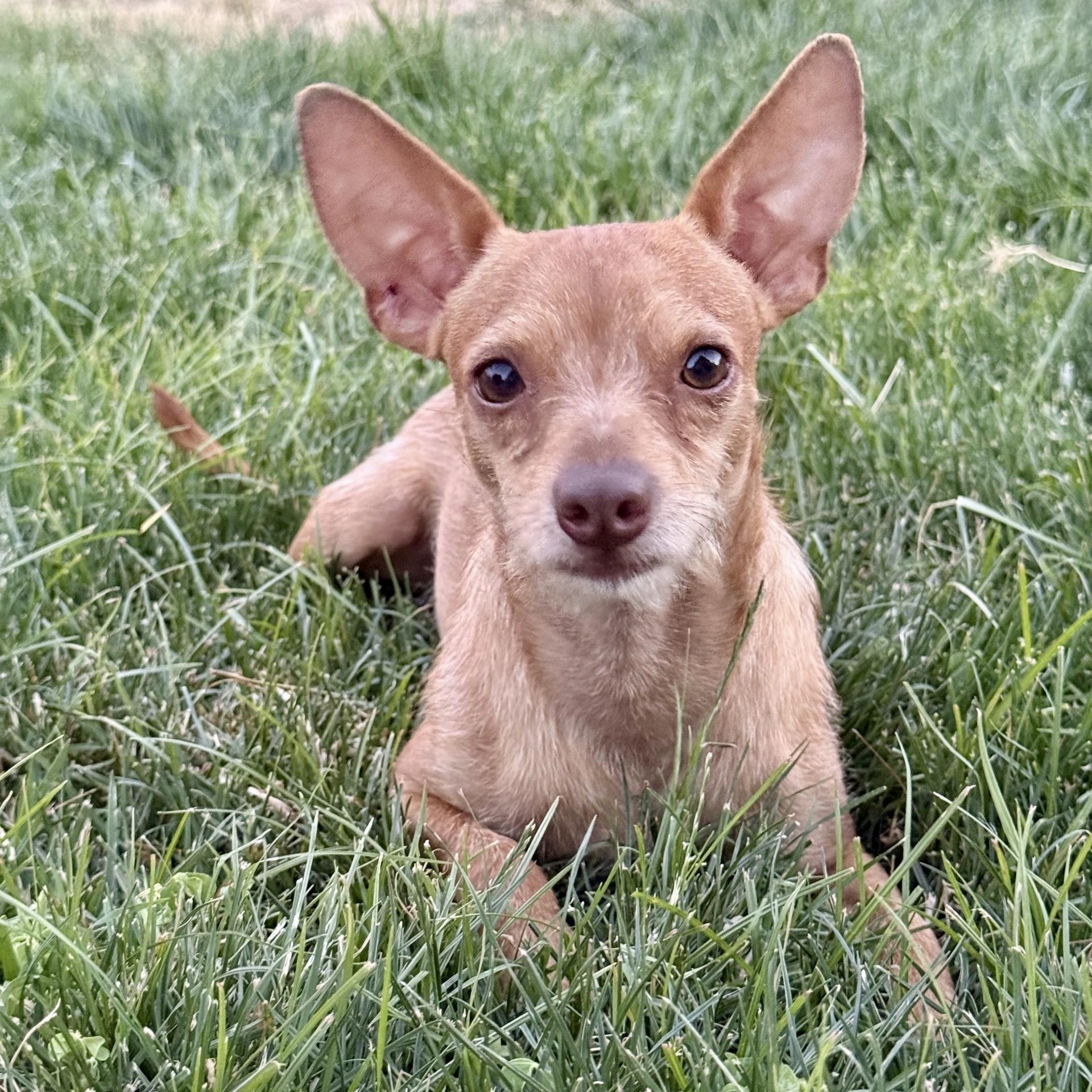 Simon