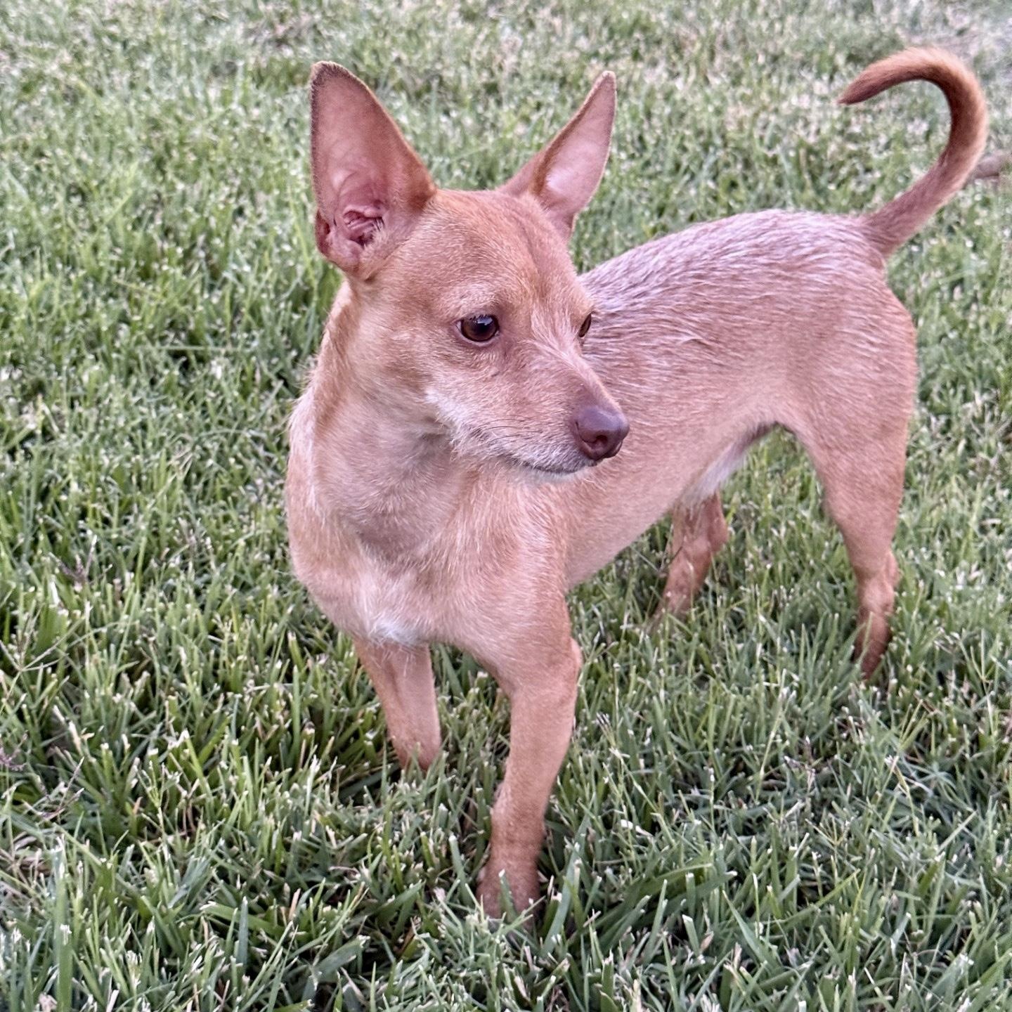 Simon