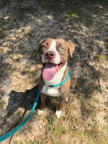 Enlarge Baxter, a Adoptable Mixed Breed in Spartanburg, SC image 1/2