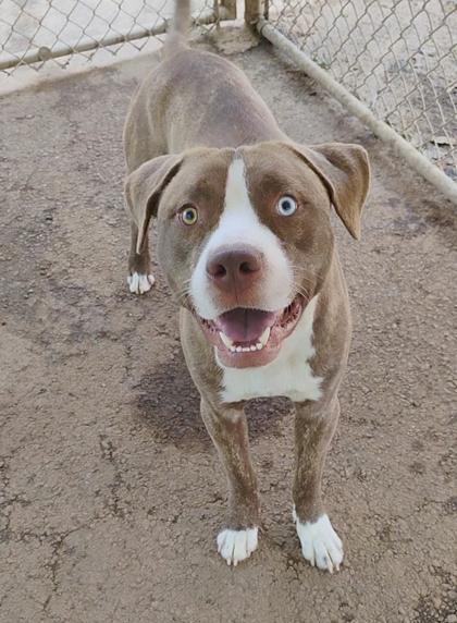 Enlarge Baxter, a Adoptable Mixed Breed in Spartanburg, SC image 3/4
