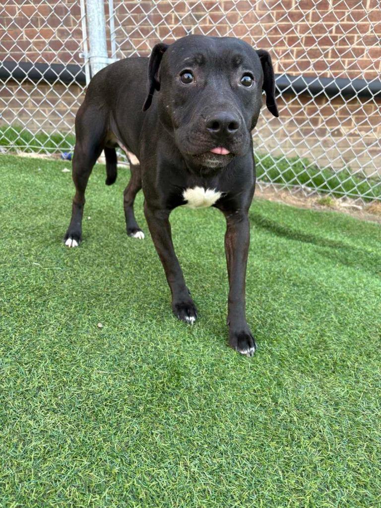 Alvin, Adoptable, Young Male Terrier & American.