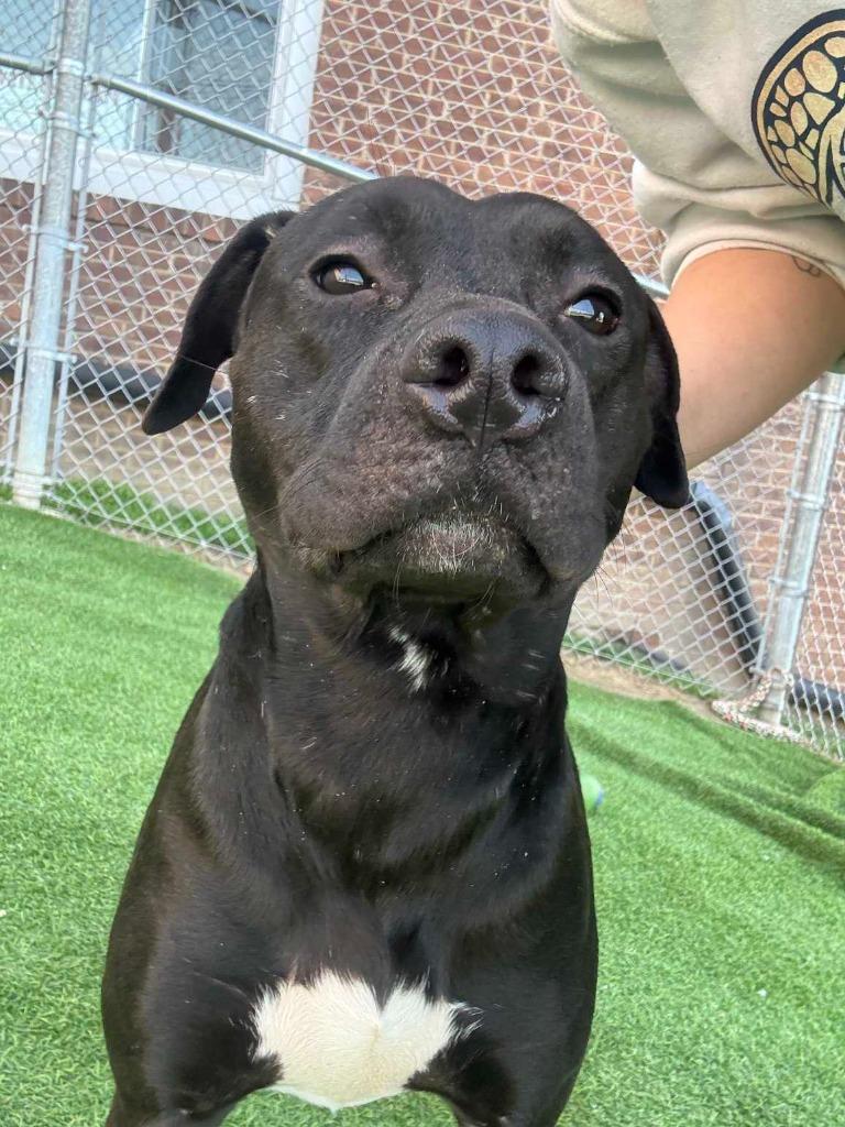 Enlarge Alvin, a Adoptable mixed breed in New Kensington, PA image 2/6