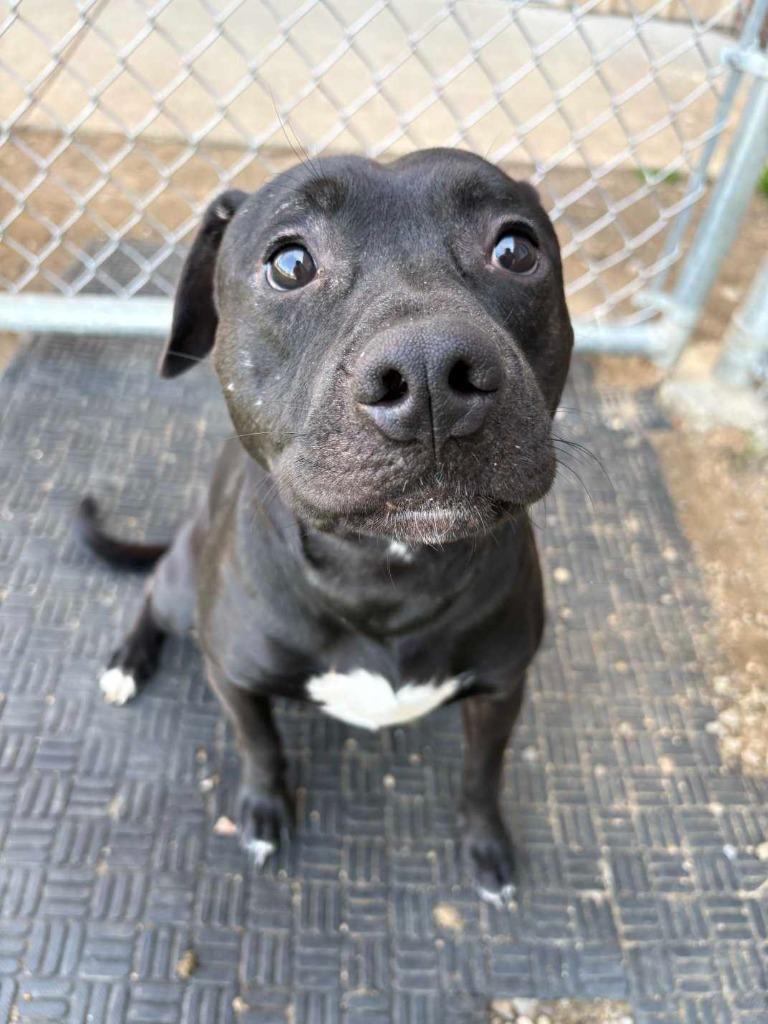 Enlarge Alvin, a Adoptable mixed breed in New Kensington, PA image 3/6