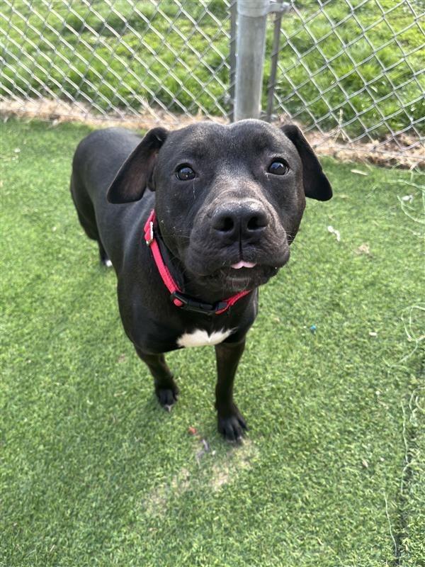 Enlarge Alvin, a Adoptable mixed breed in New Kensington, PA image 4/6