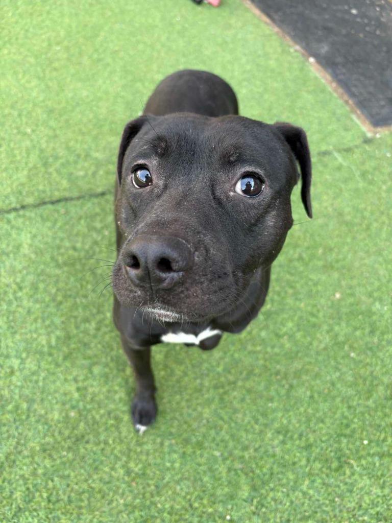 Enlarge Alvin, a Adoptable mixed breed in New Kensington, PA image 5/6