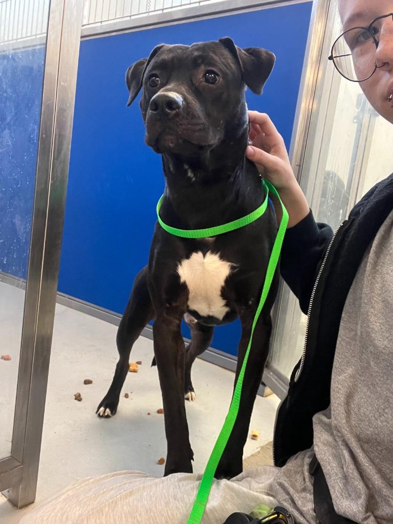 Enlarge Alvin, a Adoptable mixed breed in New Kensington, PA image 6/6