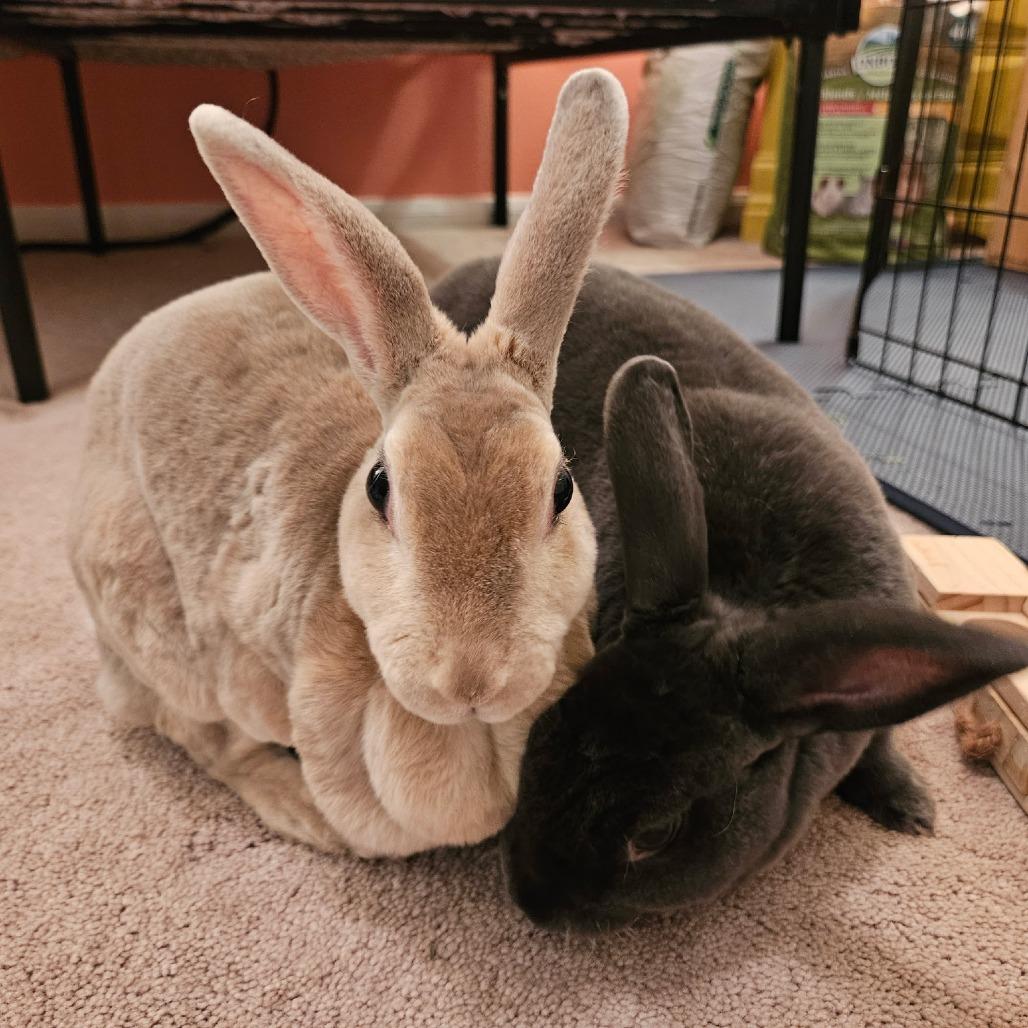 Enlarge Kotya, a Adoptable Mini Rex in The Woodlands, TX image 2/6