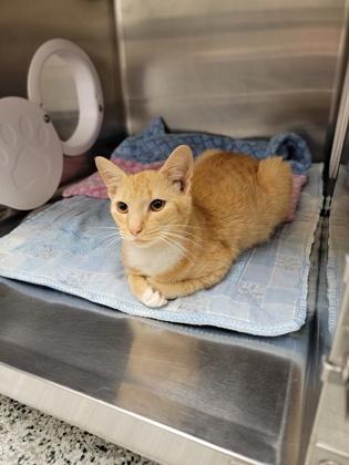 Gunther, Adoptable, Adult Male Domestic Short Hair & Domestic Short Hair.