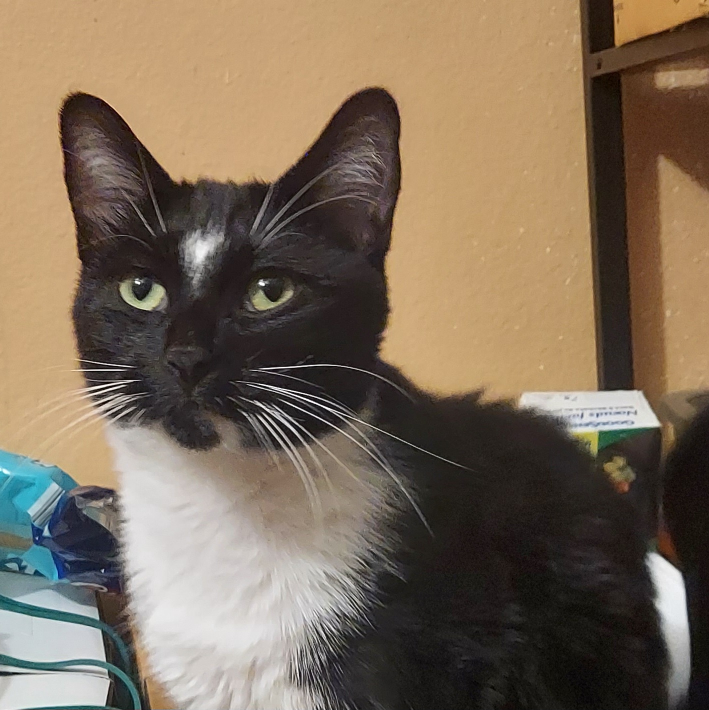 Enlarge Herbie, a Adoptable Domestic Short Hair in RIVERSIDE, CA image 1/3