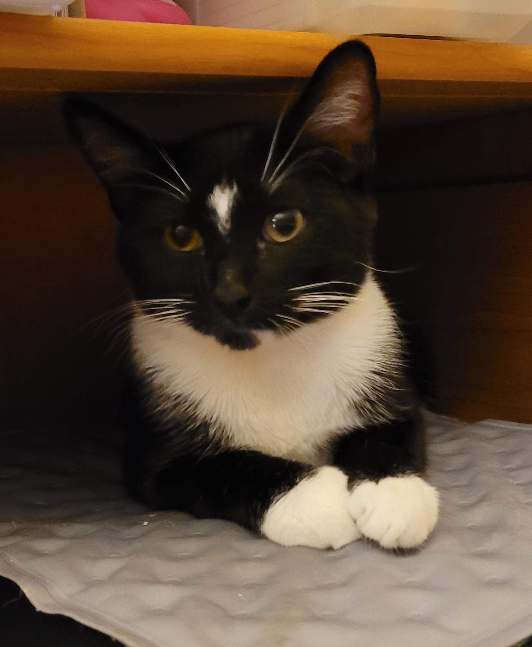 Enlarge Herbie, a Adoptable Domestic Short Hair in RIVERSIDE, CA image 3/3