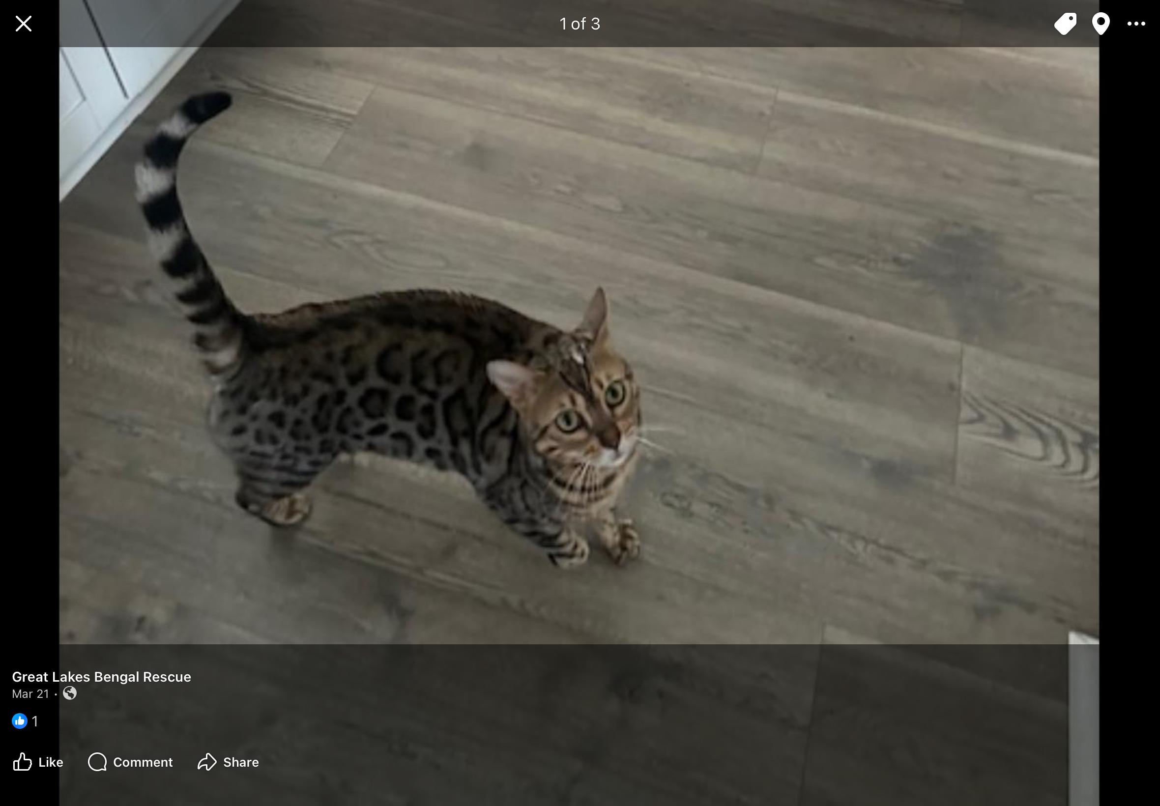 Pounce - TN, a ADOPTABLE Bengal in Louisville, KY image 4/4
