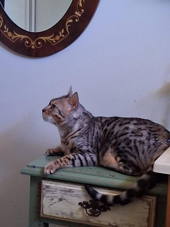 Pounce - TN, a ADOPTABLE Bengal in Louisville, KY image 2/4