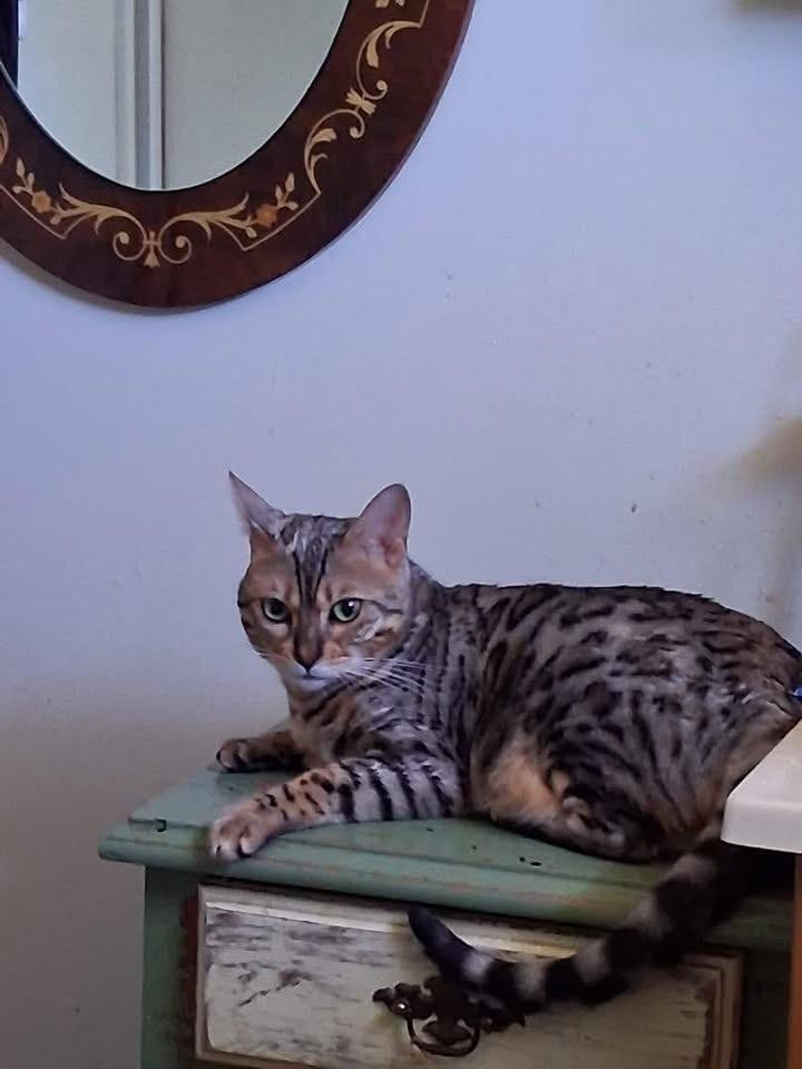 Pounce - TN, a ADOPTABLE Bengal in Louisville, KY image 3/4