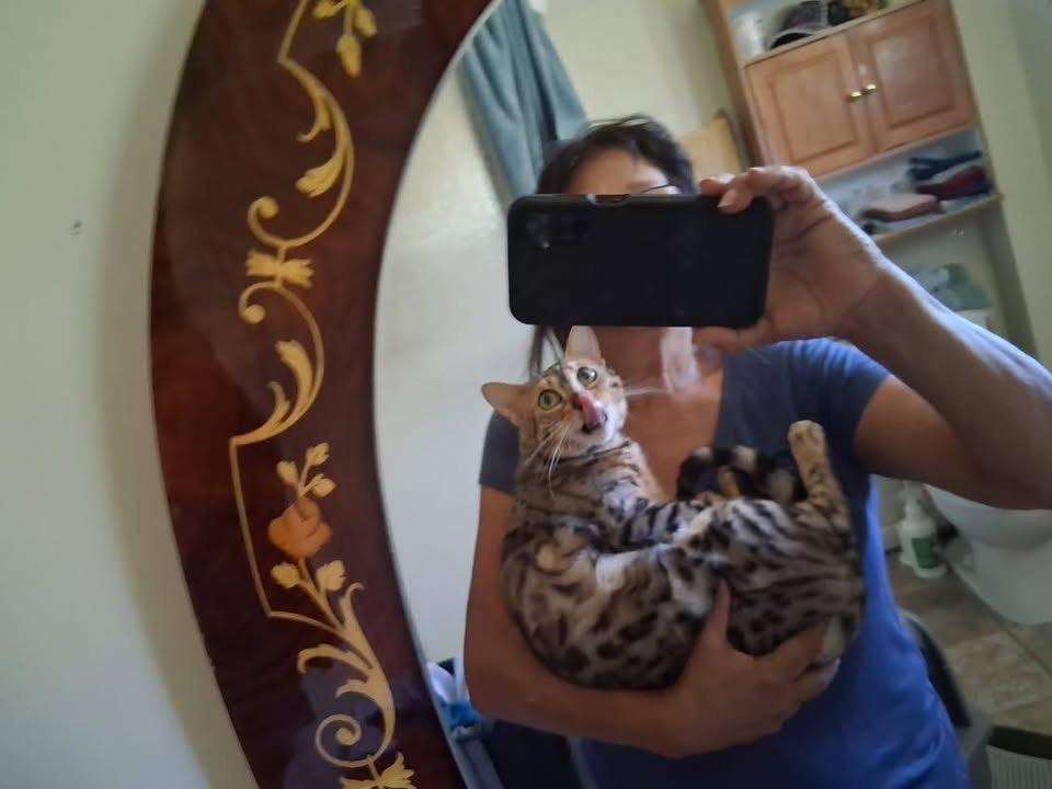Pounce - TN, ADOPTABLE, Adult Female Bengal.