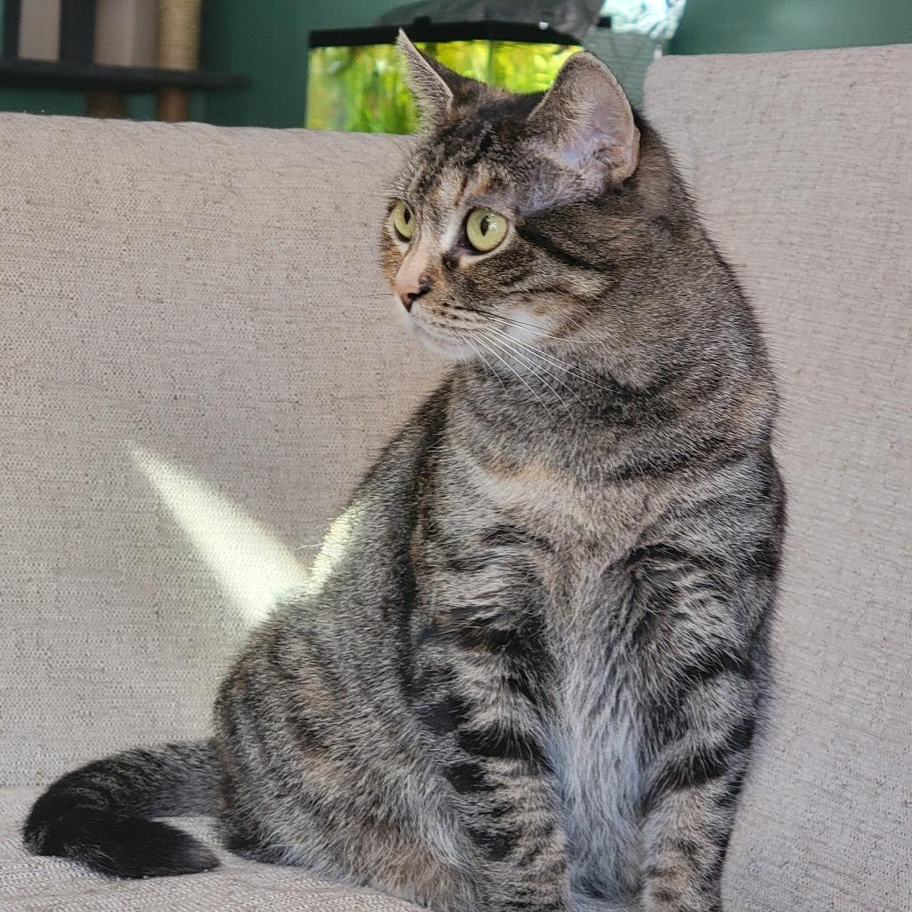 Enlarge Nacho, a Adoptable Domestic Short Hair in Wind Gap, PA image 1/3