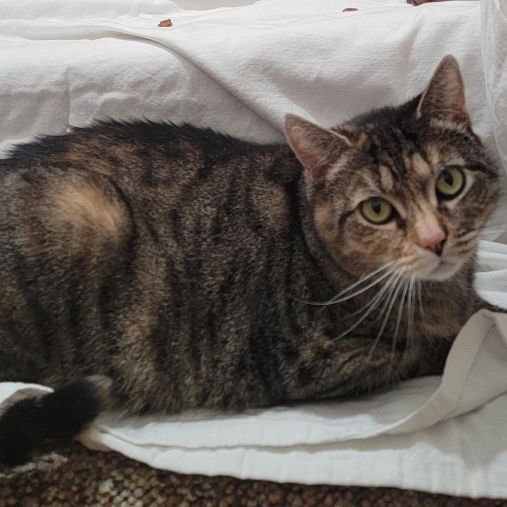 Enlarge Nacho, a Adoptable Domestic Short Hair in Wind Gap, PA image 2/3