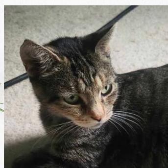 Enlarge Nacho, a Adoptable Domestic Short Hair in Wind Gap, PA image 3/3