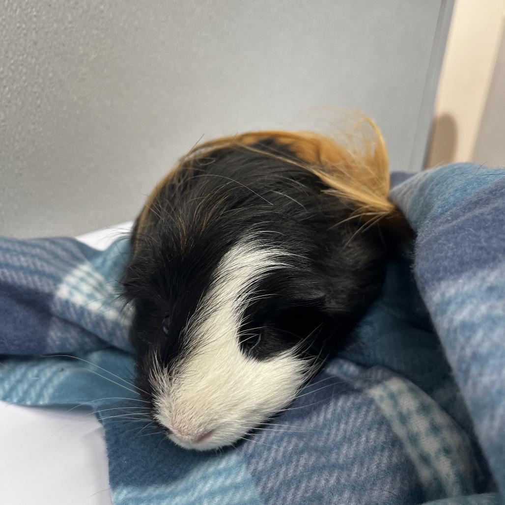 Little Baby, a Adoptable mixed breed in Clearwater, FL image 1/2